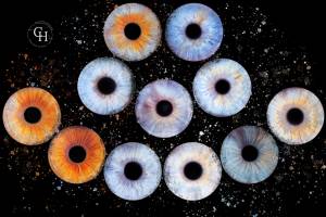 Celine HAMEL - SLIN PHOTO CELINE HAMEL